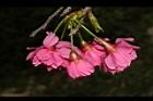 山櫻花-花-重27.JPG