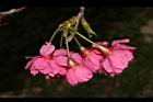 山櫻花-花-重28.JPG