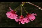 山櫻花-花-重33.JPG