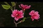 山櫻花-花-重37.JPG