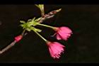 山櫻花-花-重38.JPG