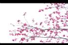 山櫻花-花00.JPG