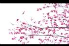 山櫻花-花01.JPG