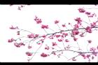 山櫻花-花02.JPG