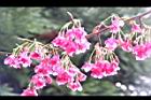 山櫻花-花03.JPG