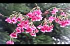 山櫻花-花04.JPG