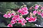 山櫻花-花05.JPG