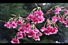 山櫻花-花06.JPG