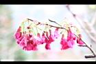 山櫻花-花07.JPG