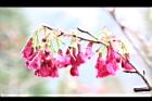 山櫻花-花08.JPG
