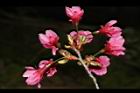 山櫻花-花15.JPG