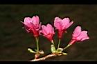 山櫻花-花16.JPG