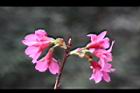 山櫻花-花17.jpg