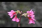 山櫻花-花18.jpg