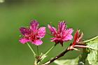 山櫻花-花19.jpg