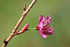 山櫻花-花22.jpg