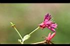 山櫻花-花23.jpg