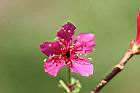 山櫻花-花24.jpg