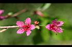 山櫻花-花25.jpg