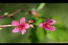 山櫻花-花26.jpg