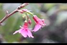 山櫻花-花28.jpg