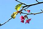 山櫻花-花35.jpg