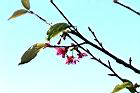 山櫻花-花36.jpg