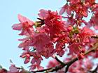 山櫻花-花38.JPG