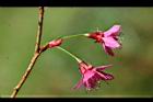 山櫻花-花45.jpg