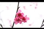 山櫻花-花46.JPG