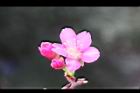 山櫻花-花47.jpg