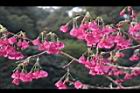 山櫻花-花48.JPG