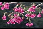 山櫻花-花50.JPG