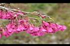 山櫻花-花51.JPG