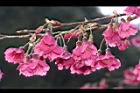 山櫻花-花52.JPG