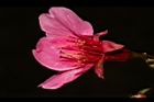 山櫻花-花蕊03.JPG