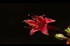 山櫻花-花蕊04.JPG
