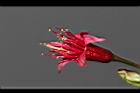 山櫻花-花蕊06.JPG