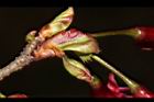 山櫻花-苞片03.JPG
