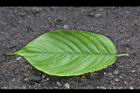 山櫻花-葉正00.jpg