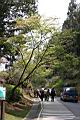 山櫻花-阿06.jpg