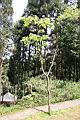 山櫻花-阿13.jpg