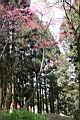 山櫻花-阿14.jpg