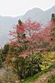 山櫻花-阿15.jpg