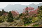 山櫻花-阿20.jpg