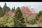 山櫻花-阿21.jpg