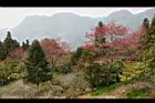 山櫻花-阿22.jpg