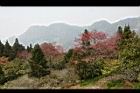 山櫻花-阿23.jpg