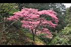 山櫻花-阿26.jpg