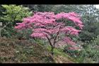山櫻花-阿27.jpg